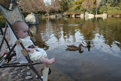 Paela looking at ducks and fish